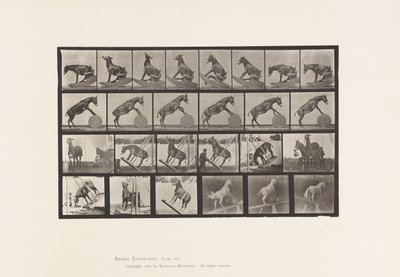 tábla 660. Öszvér; Vegyes előadások Denverben alkotó: Eadweard Muybridge