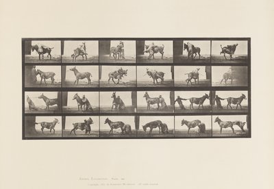 tábla 662. Öszvér; A, B, A Refractory Animal Denver alkotó: Eadweard Muybridge