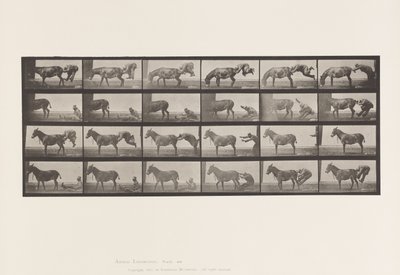 tábla 663. Öszvér; A, B, A Refractory Animal Denver alkotó: Eadweard Muybridge