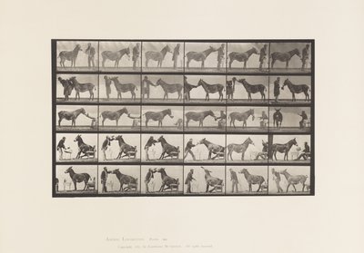 tábla 664. Öszvér; Különféle előadások; asztalnál stb. alkotó: Eadweard Muybridge
