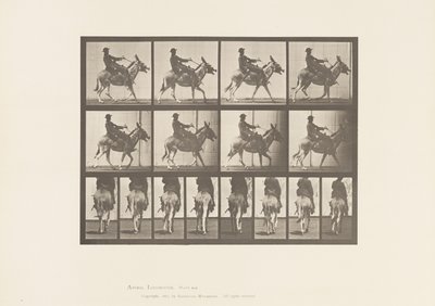 tábla 668. Szamár; Ambling; Nyereg; Egy fiú lovaglás, állatkert alkotó: Eadweard Muybridge