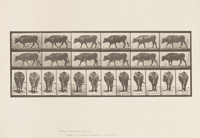 tábla 670. Ökör; Séta alkotó: Eadweard Muybridge