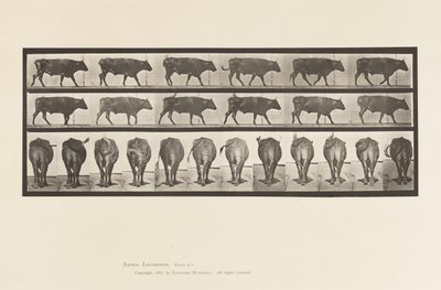 tábla 671. Ökör; Séta alkotó: Eadweard Muybridge