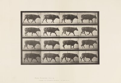 tábla 672. Ökör; Ügető alkotó: Eadweard Muybridge