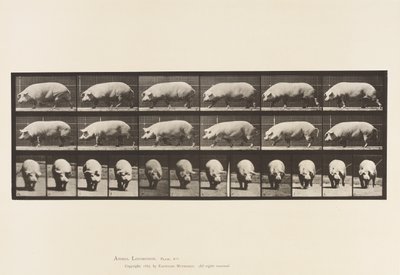 tábla 673. Koca; Séta alkotó: Eadweard Muybridge