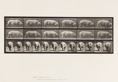 tábla 674. Koca; Séta alkotó: Eadweard Muybridge
