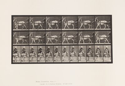 tábla 677. Kecske; Séta Sulkyban alkotó: Eadweard Muybridge