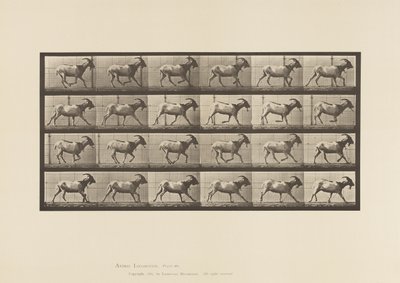 tábla 679. Kecske; Galoppozó alkotó: Eadweard Muybridge
