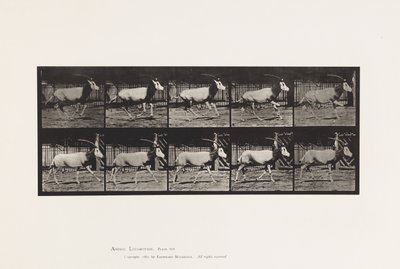 tábla 680. Orex; Galoppozó alkotó: Eadweard Muybridge