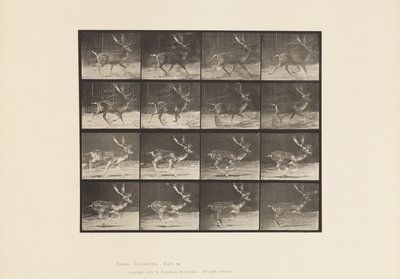tábla 682. Ugar; Bak; A, Ügető; B, Vágtázó alkotó: Eadweard Muybridge