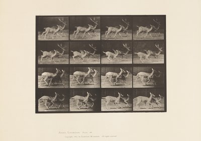 tábla 684. Dámszarvas; A, Buck és Doe; B, Two Does; Ügető alkotó: Eadweard Muybridge