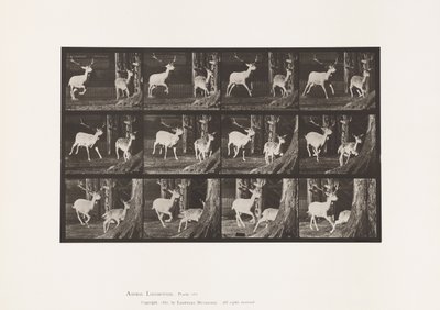 tábla 686. Dámszarvas; Buck és Doe; Galoppozó alkotó: Eadweard Muybridge