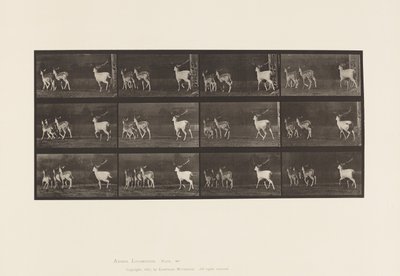 tábla 687. Dámszarvas; Buck and Group of Does; Galoppozó alkotó: Eadweard Muybridge