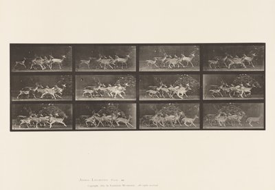 tábla 690. Dámszarvas; Buck and Group of Does; Különféle mozgások alkotó: Eadweard Muybridge