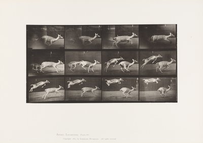 tábla 691. Dámszarvas; Dámvadtehén; Galoppozó; és Kid; Ugrás alkotó: Eadweard Muybridge