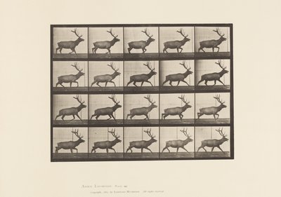 tábla 692. Elk, Ügető alkotó: Eadweard Muybridge
