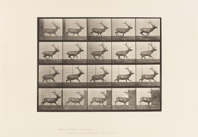 693. tábla Elk, Vágta alkotó: Eadweard Muybridge