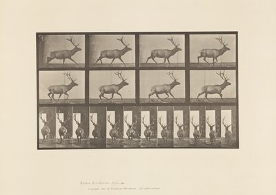694. tábla Elk, Vágta alkotó: Eadweard Muybridge