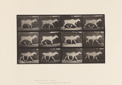 696. tábla. Eland, Ügető alkotó: Eadweard Muybridge