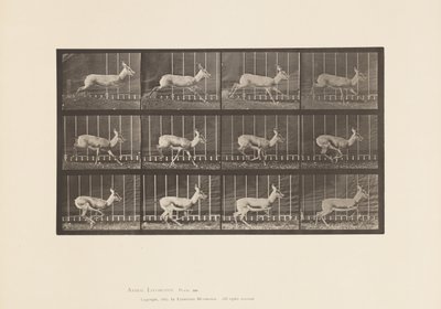 tábla 698. Antilop; Galoppozó alkotó: Eadweard Muybridge
