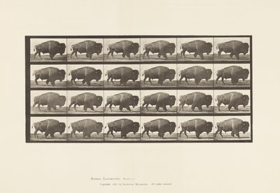tábla 699. Buffalo; Séta alkotó: Eadweard Muybridge