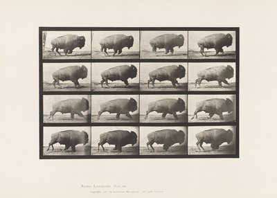 700. tábla. Buffalo; Galoppozó alkotó: Eadweard Muybridge