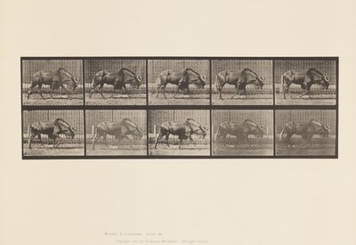 tábla 701. Gnu; Séta alkotó: Eadweard Muybridge
