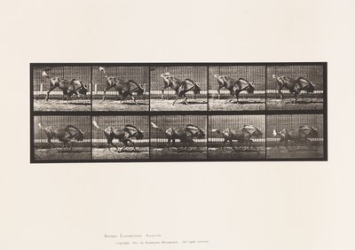 tábla 702. Gnu; Bakancs és vágta alkotó: Eadweard Muybridge