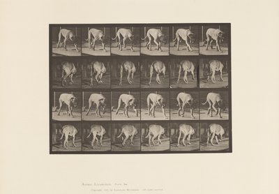 tábla 704. Kutya; Séta; Mészároskutya alkotó: Eadweard Muybridge