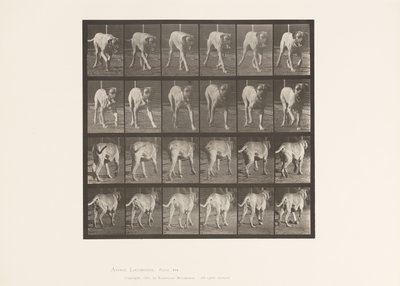 tábla 705. Kutya; Ügető; Mészároskutya alkotó: Eadweard Muybridge