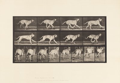 tábla 707. Kutya; Galoppozó; Mészároskutya alkotó: Eadweard Muybridge