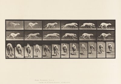 tábla 710. Kutya; Galoppozó; Fehér versenykutya Maggie alkotó: Eadweard Muybridge