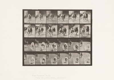 tábla 711. Kutyák; Két verseny; A, B; Versenykutyák, Ike és Maggie alkotó: Eadweard Muybridge