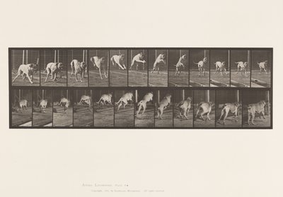 tábla 712. Kutya; Ugrás akadály; Masztiff, rettegés alkotó: Eadweard Muybridge
