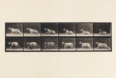 tábla 714. Kutya; Torpedó keltette fel; Masztiff-Smith alkotó: Eadweard Muybridge