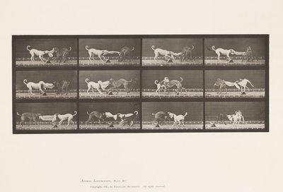tábla 715. Kutyák; Három, Törülközőt rángat, Ike, Maggie stb. alkotó: Eadweard Muybridge