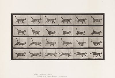 tábla 716. Cat; Gyaloglás, válts vágtára alkotó: Eadweard Muybridge