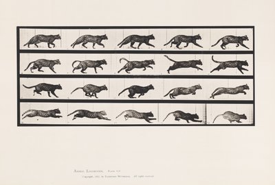 tábla 717. Cat; Ügető; Válts Vágtára alkotó: Eadweard Muybridge