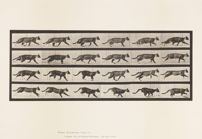 tábla 718. Cat; Ügető; Válts Vágtára alkotó: Eadweard Muybridge