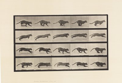 tábla 719. Cat; Galoppozó alkotó: Eadweard Muybridge