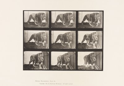 tábla 721. Oroszlán; Séta alkotó: Eadweard Muybridge