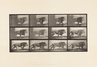 tábla 722. Oroszlán; Séta alkotó: Eadweard Muybridge