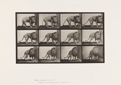 tábla 723. Oroszlán; Séta, megfordulás alkotó: Eadweard Muybridge