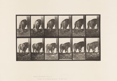 tábla 724. Oroszlán; Séta, megfordulás alkotó: Eadweard Muybridge