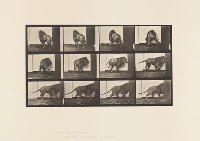 tábla 725. Oroszlán; Séta, megfordulás alkotó: Eadweard Muybridge
