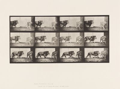 tábla 726. Oroszlán és Oroszlán; Séta alkotó: Eadweard Muybridge