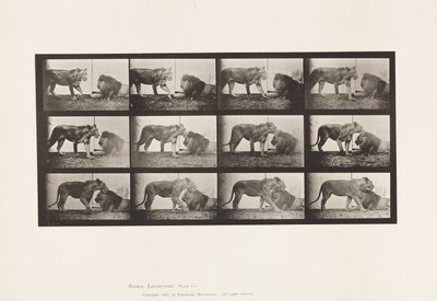 tábla 727. Oroszlán; Séta; Oroszlán; Lefekvés alkotó: Eadweard Muybridge