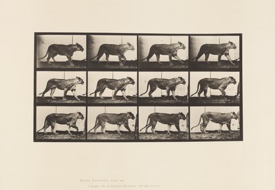 tábla 728. Oroszlán; Séta; Oroszlán; Lefekvés alkotó: Eadweard Muybridge