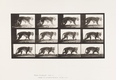 tábla 729. Tigris; Séta alkotó: Eadweard Muybridge