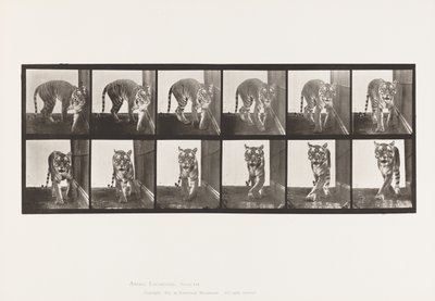 tábla 730. Tigris; Séta; Megfordulás alkotó: Eadweard Muybridge